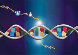 Radiation is capable of damaging DNA within cells.