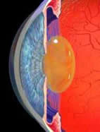 The eyes can be effected by high radiation exposure.