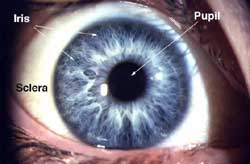 The outer eye is composed of the pupil, the iris, and the sclera.