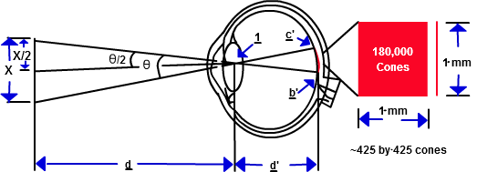 Usuing the size of an object, X, the distance between the object and the lens of the eye, d, and the distance between the lense of the eye and the cones of the eye, d', trigonometry can be done to relate the three quantities.