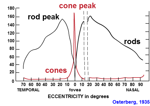 Cones are highly concentrated in a region near the center of the retina called the fovea region.