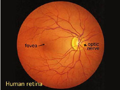 The retina contains the fovea and optic nerve.