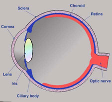 In more detail, the eye is composed of the cornea, lens, iris, ciliary body, sclera, choroid, retina, and optic nerve.