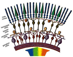 When light hits the eye, it is detected by ganglion cells that send information to amacrine, bipolar, and horizontal cells. They then send the information to an array of cones and rods.