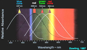 The human eye has cones and rods for specific wavelengths of light. We have a 437nm wavelength blue cone, a green cone, a red cone, and a rod at 498 nm.
