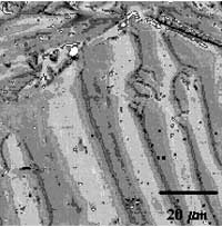 Magnetic domains (on the order of 50 microns in length and width) can be imaged using magnetic force microscopy.