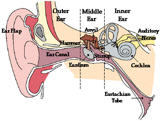 The human ear is composed of many organs with three main sections: the outer, middle, and inner ear. The outer ear consists of the ear flap, the ear canal, and the hammer. The middle ear consists of the eardrum, the anvil, and the stirrup. The inner ear consists of the auditory nerve, the cochlea, and the eustachian tube.